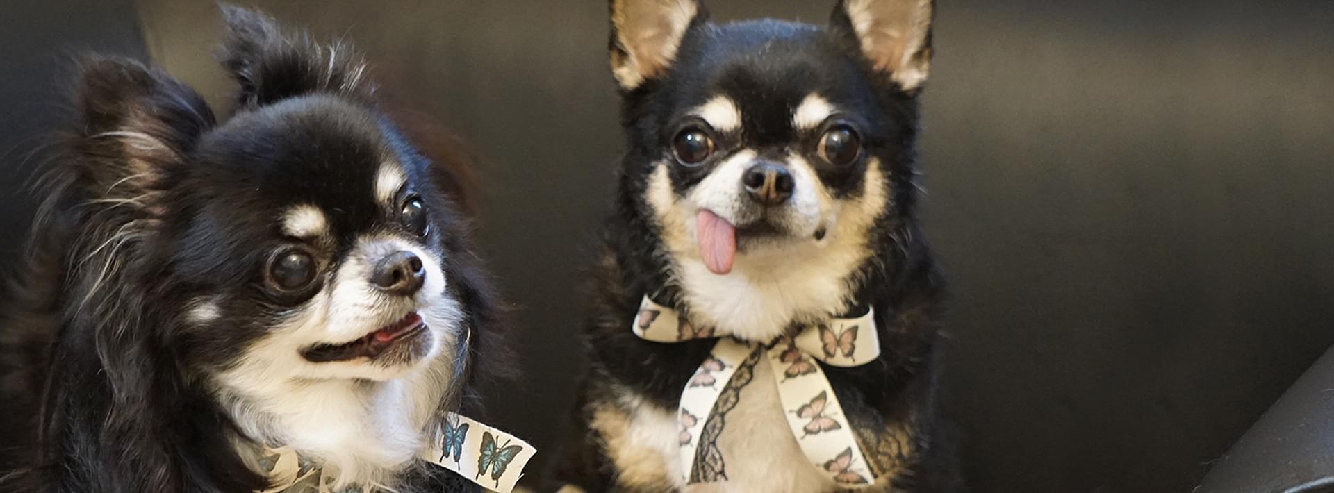 Dog Care Salon BabyWan